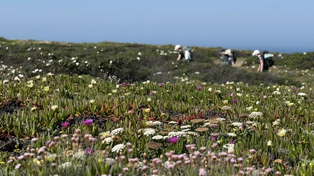 Groupe de randonneurs sur le Fishermen's Trail au printemps — fleurs sauvages côte vicentine Portugal
